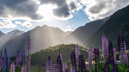 Mountain view with white cloud, flowers, and plants