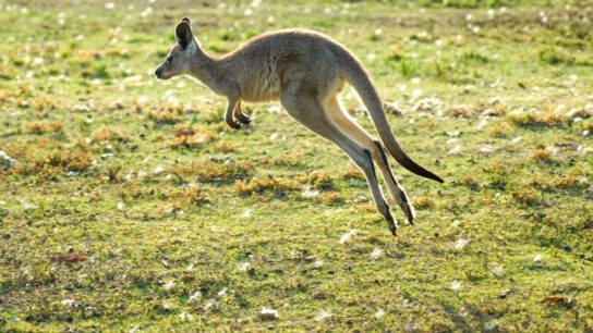 Kangaroo hopping