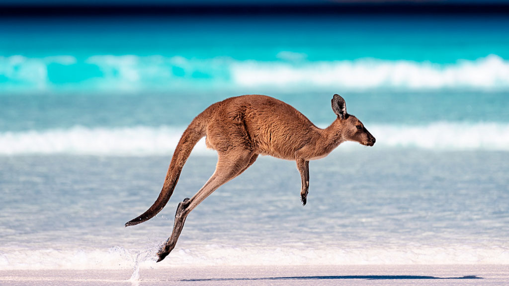 Australian kangaroo jumping on the beach