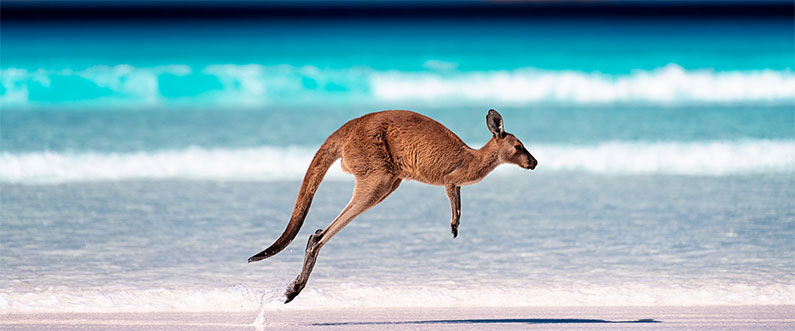 Australian kangaroo jumping on the beach